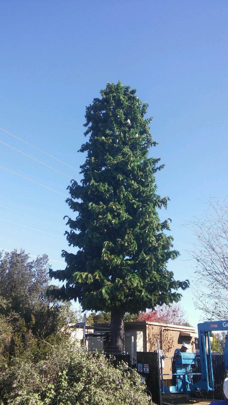 Pine Tree photo 2