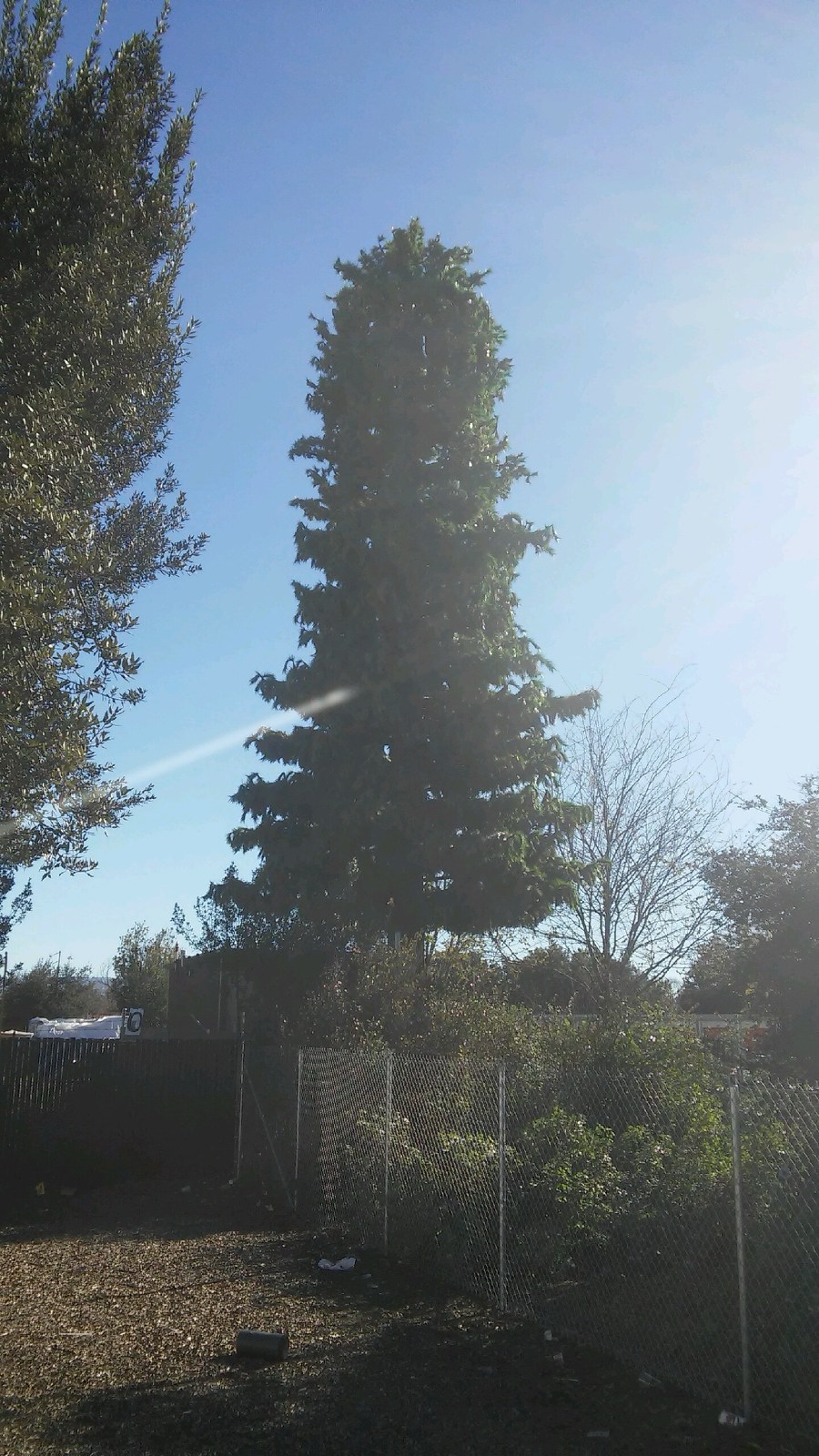 Pine Tree photo 3