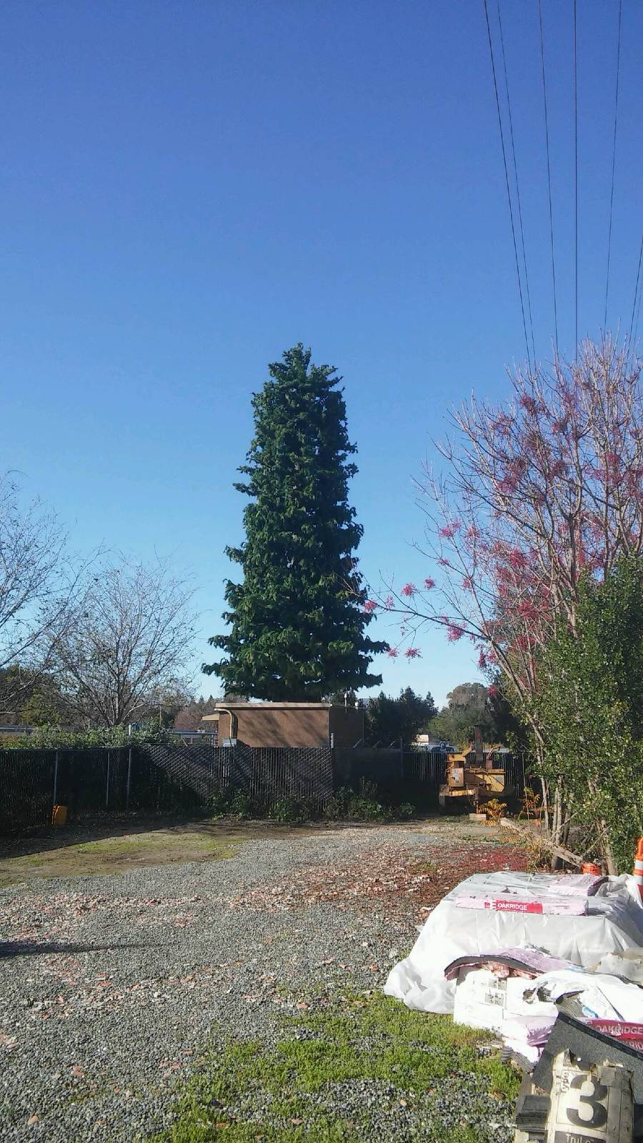 Pine Tree photo 4