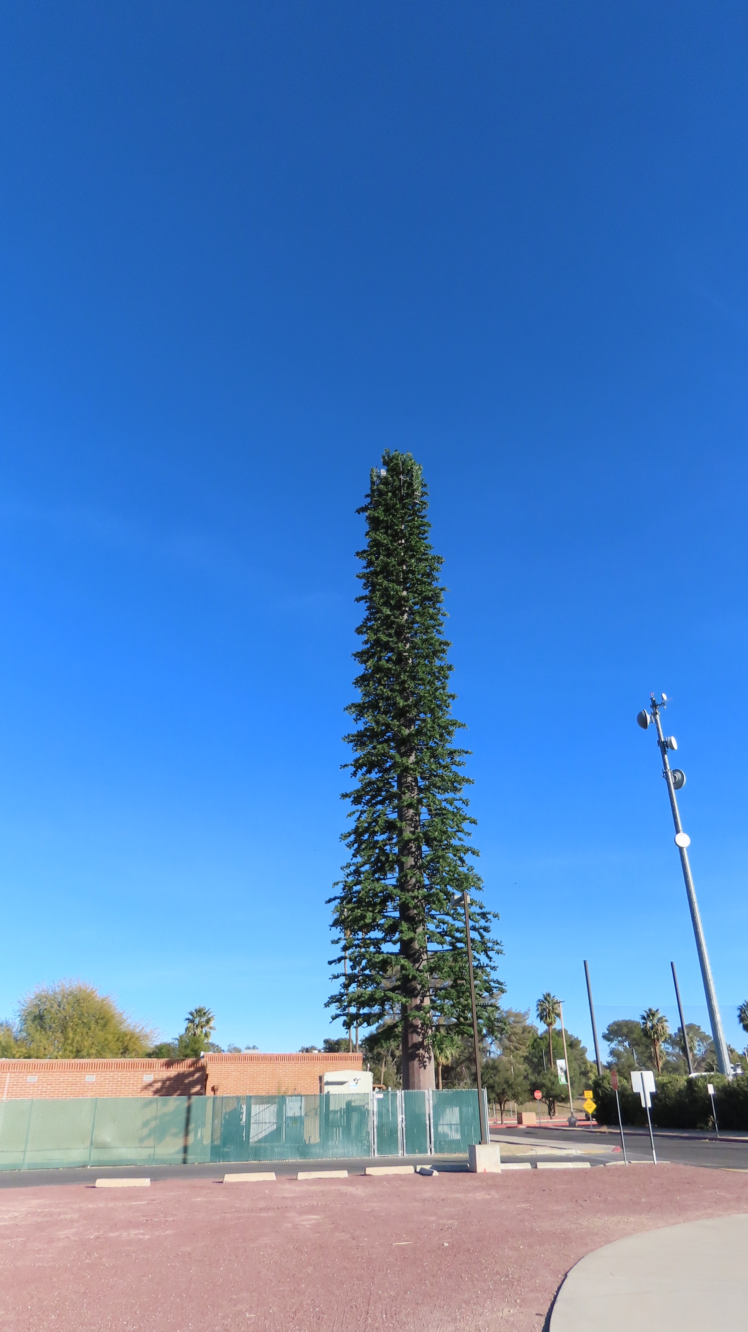 Pine Tree photo 3