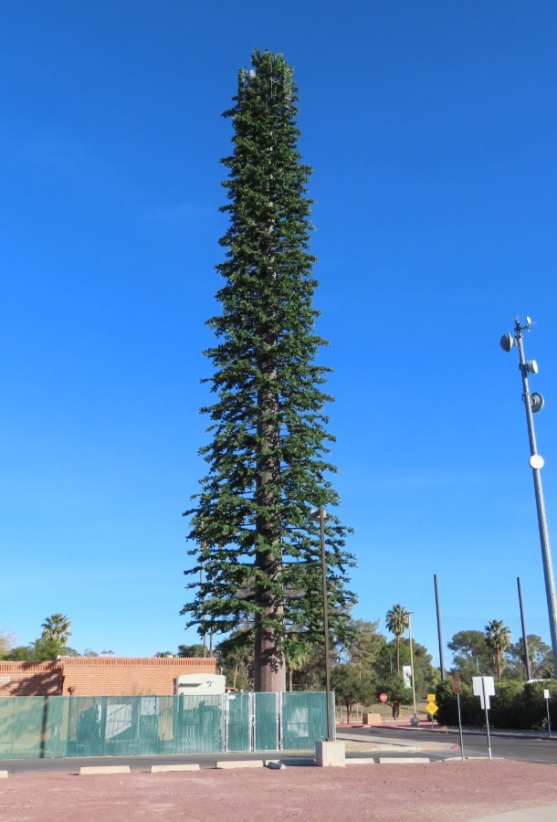 Pine Tree photo 1