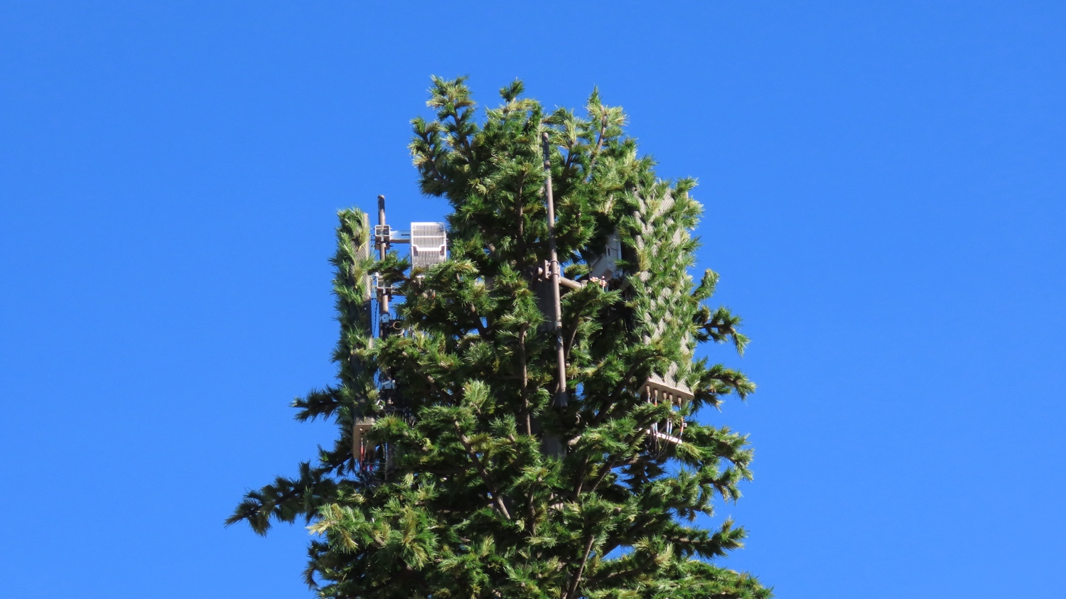 Pine Tree photo 2