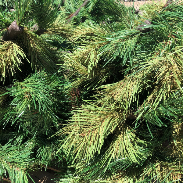 Larson Concealment Solutions