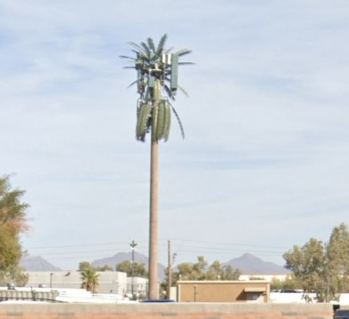 Date Palm Band Clamp