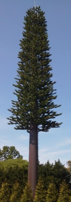 Mono Pine Trees image 2
