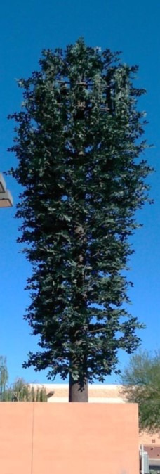 Mono-Elm/Broadleaf Trees image 2