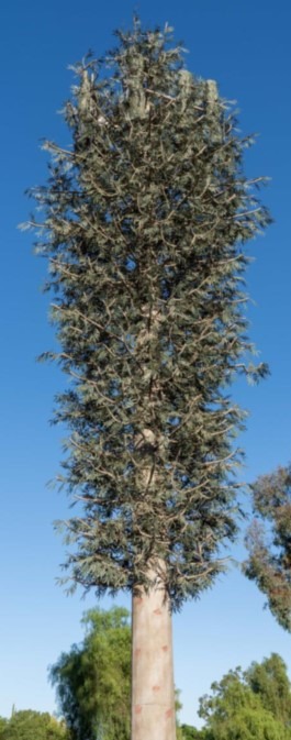 Mono-Euc Trees image 2