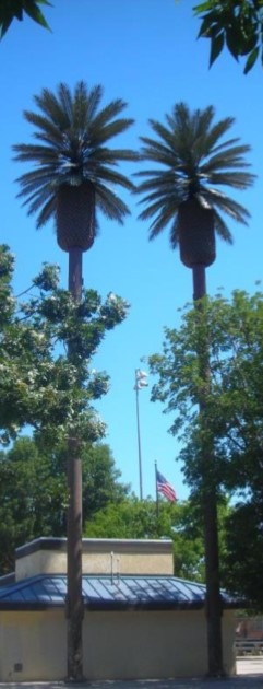 Mono-Palm Trees image 2