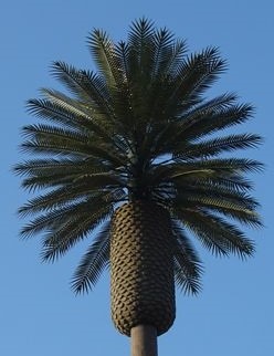 Pineapple image 2