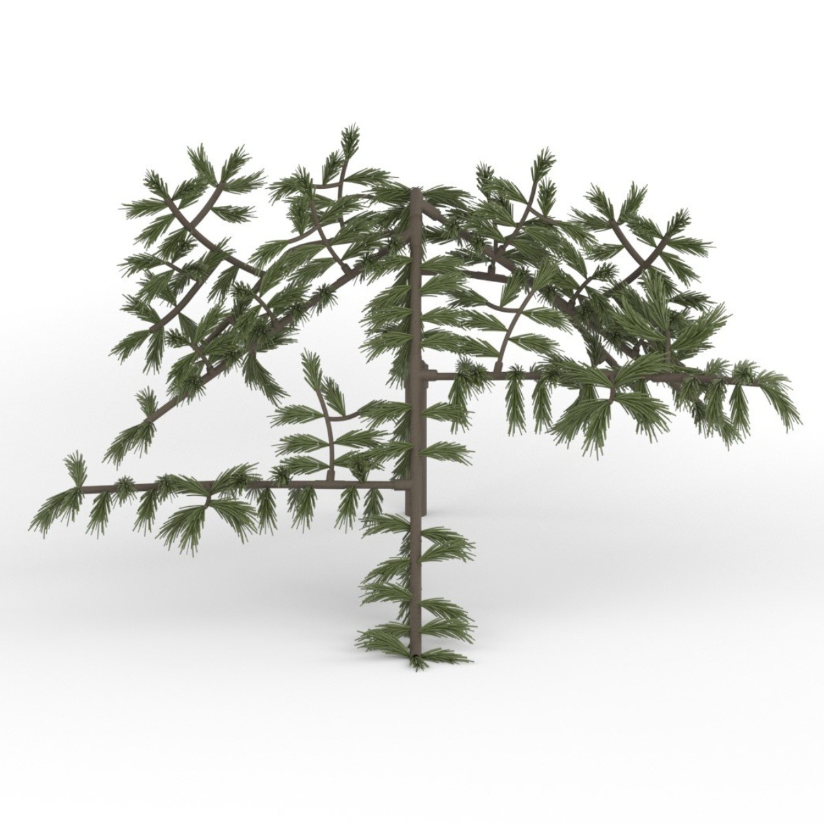 Pine Legacy Concealment Branch image 5